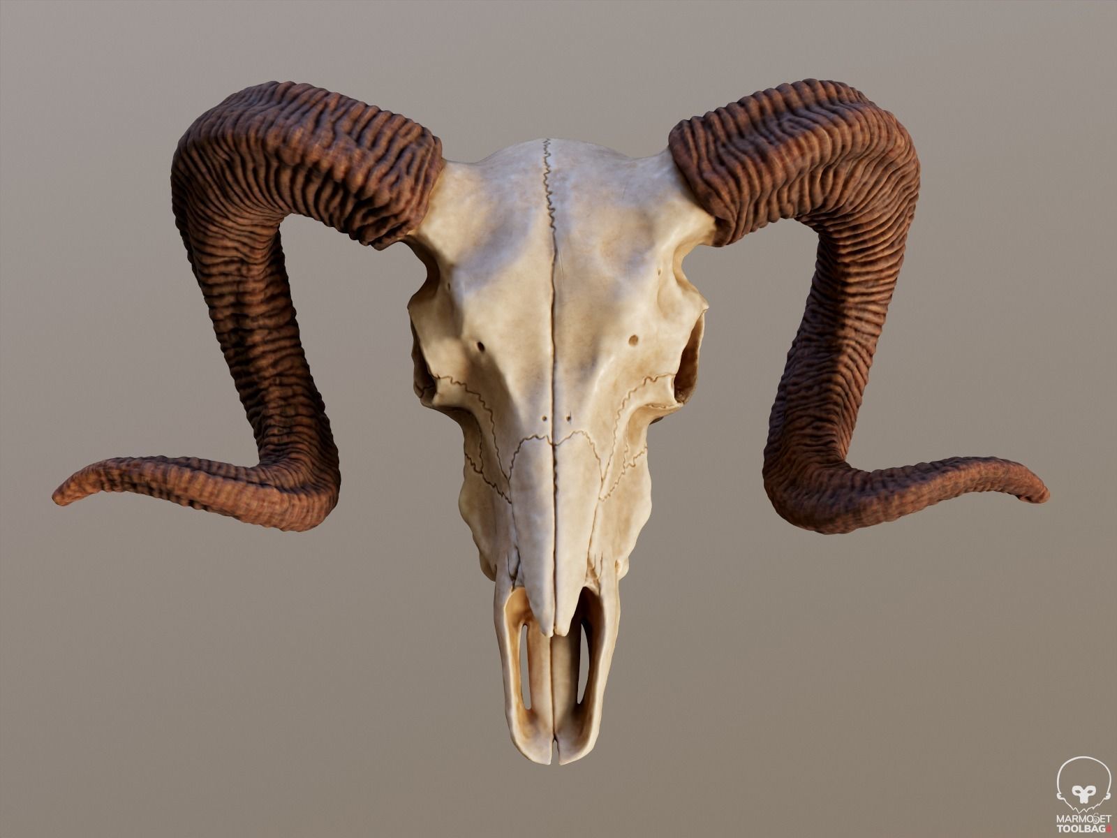 Bighorn Ram Skull PBR Low-poly 3D model_10
