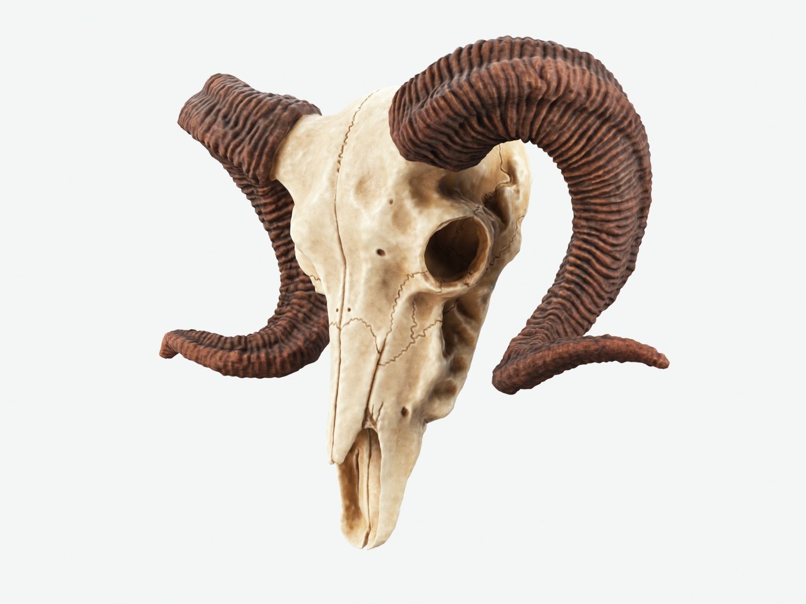 Bighorn Ram Skull PBR Low-poly 3D model_2