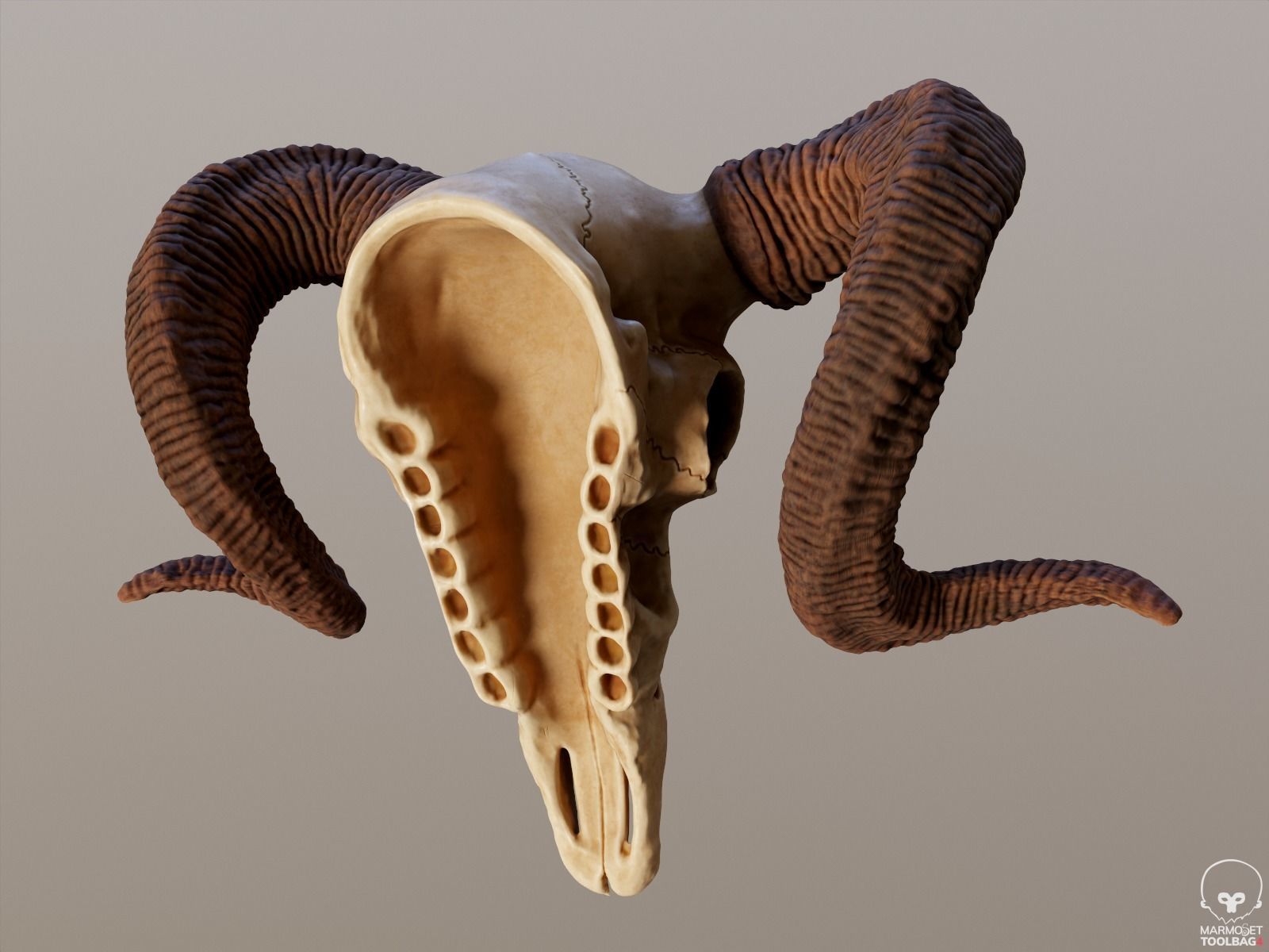 Bighorn Ram Skull PBR Low-poly 3D model_15