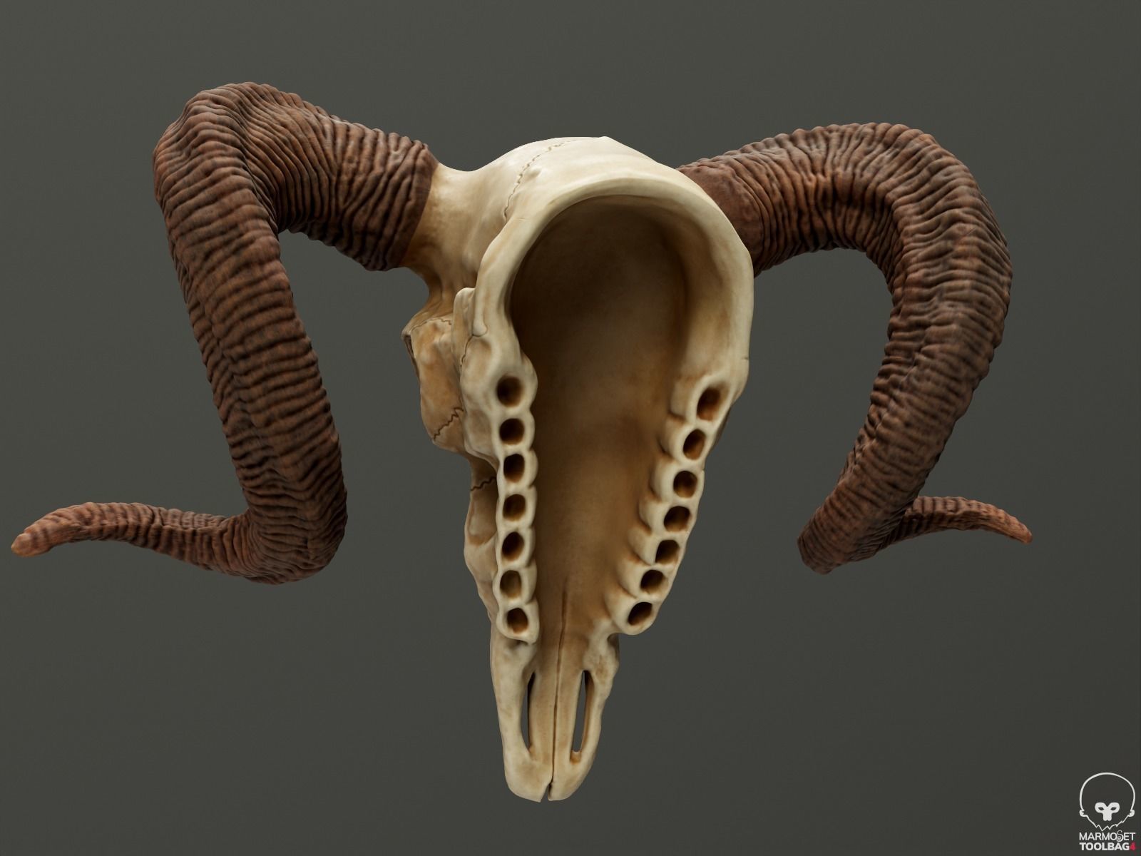 Bighorn Ram Skull PBR Low-poly 3D model_14
