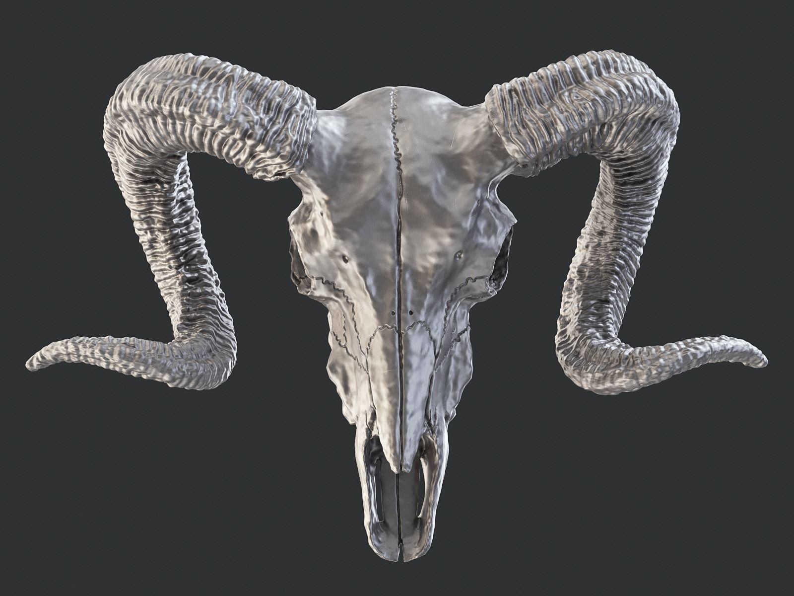 Bighorn Ram Skull PBR Low-poly 3D model_26