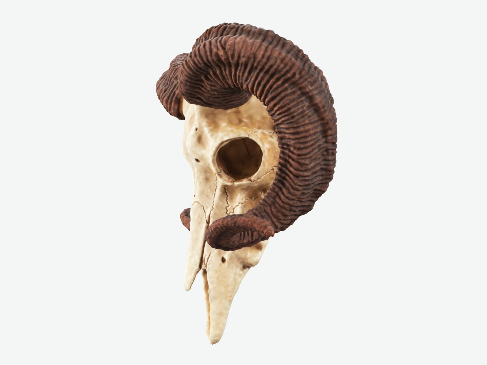 Bighorn Ram Skull PBR Low-poly 3D model_3