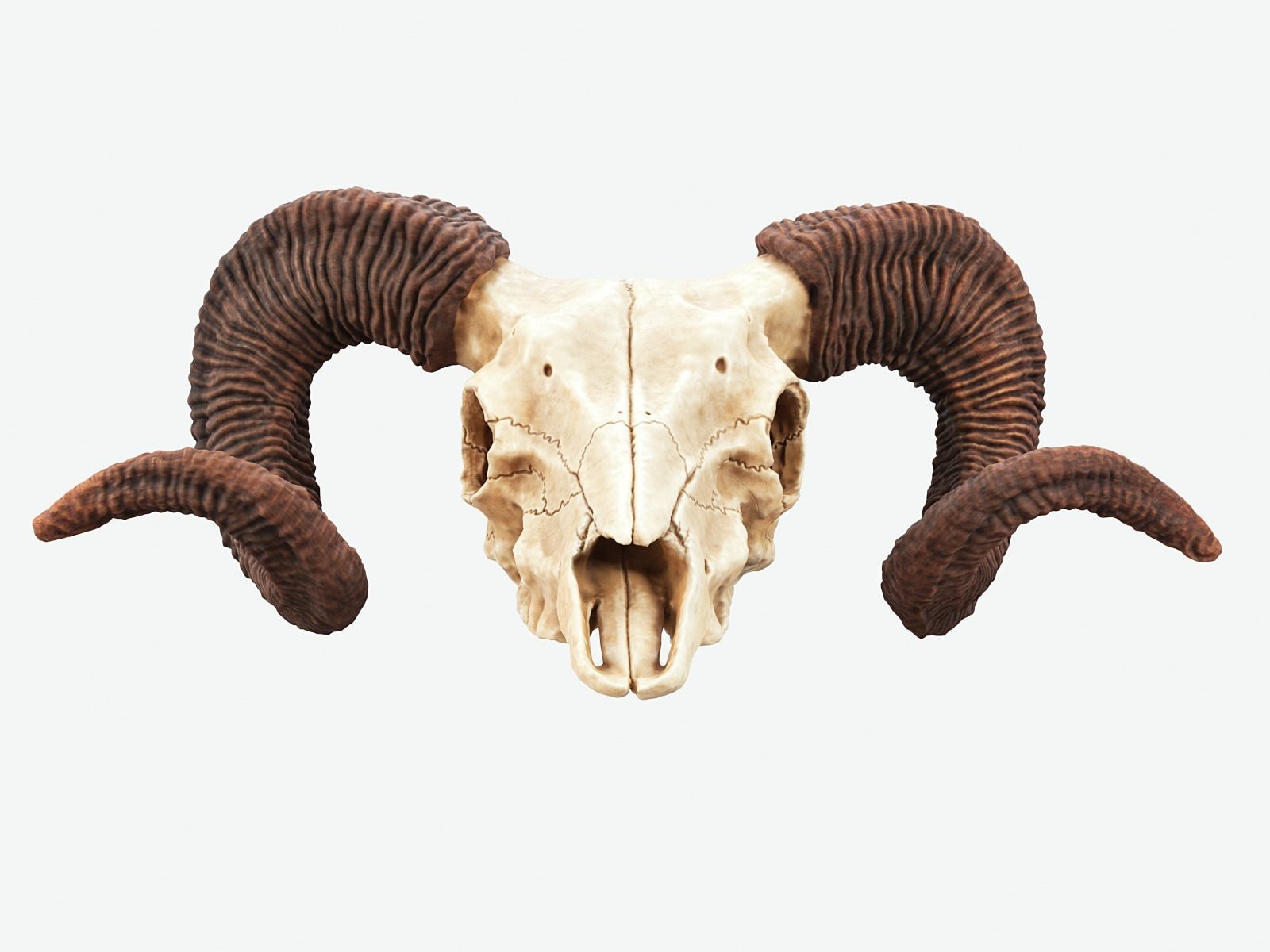 Bighorn Ram Skull PBR Low-poly 3D model_8