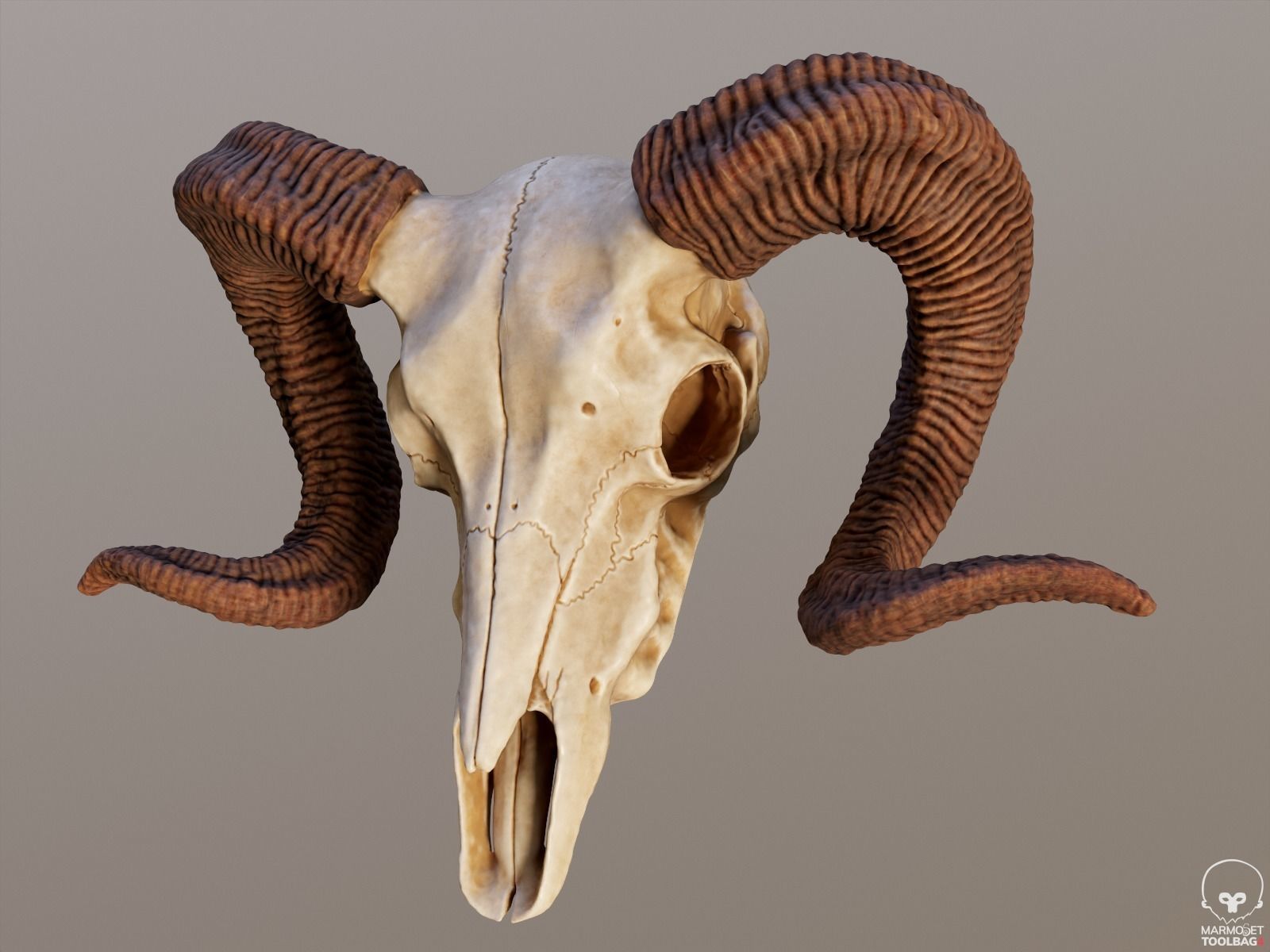 Bighorn Ram Skull PBR Low-poly 3D model_11