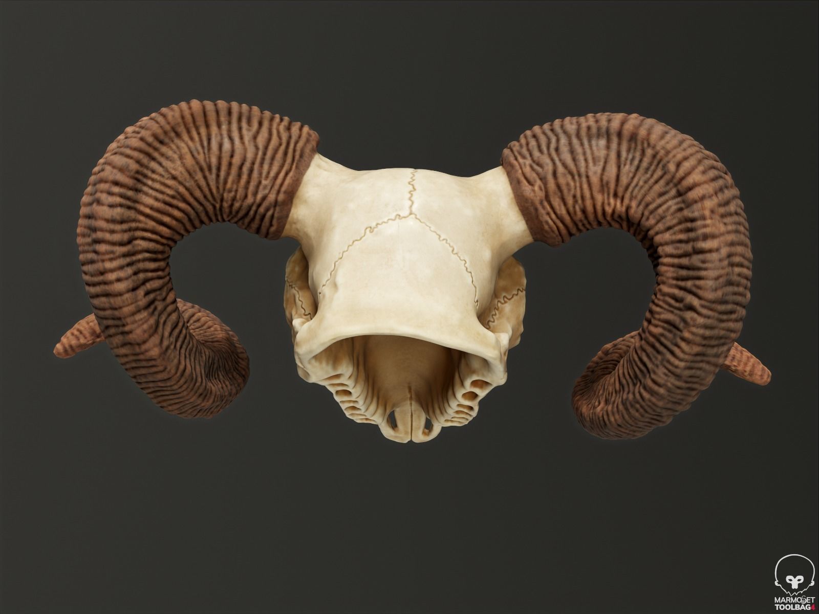 Bighorn Ram Skull PBR Low-poly 3D model_19