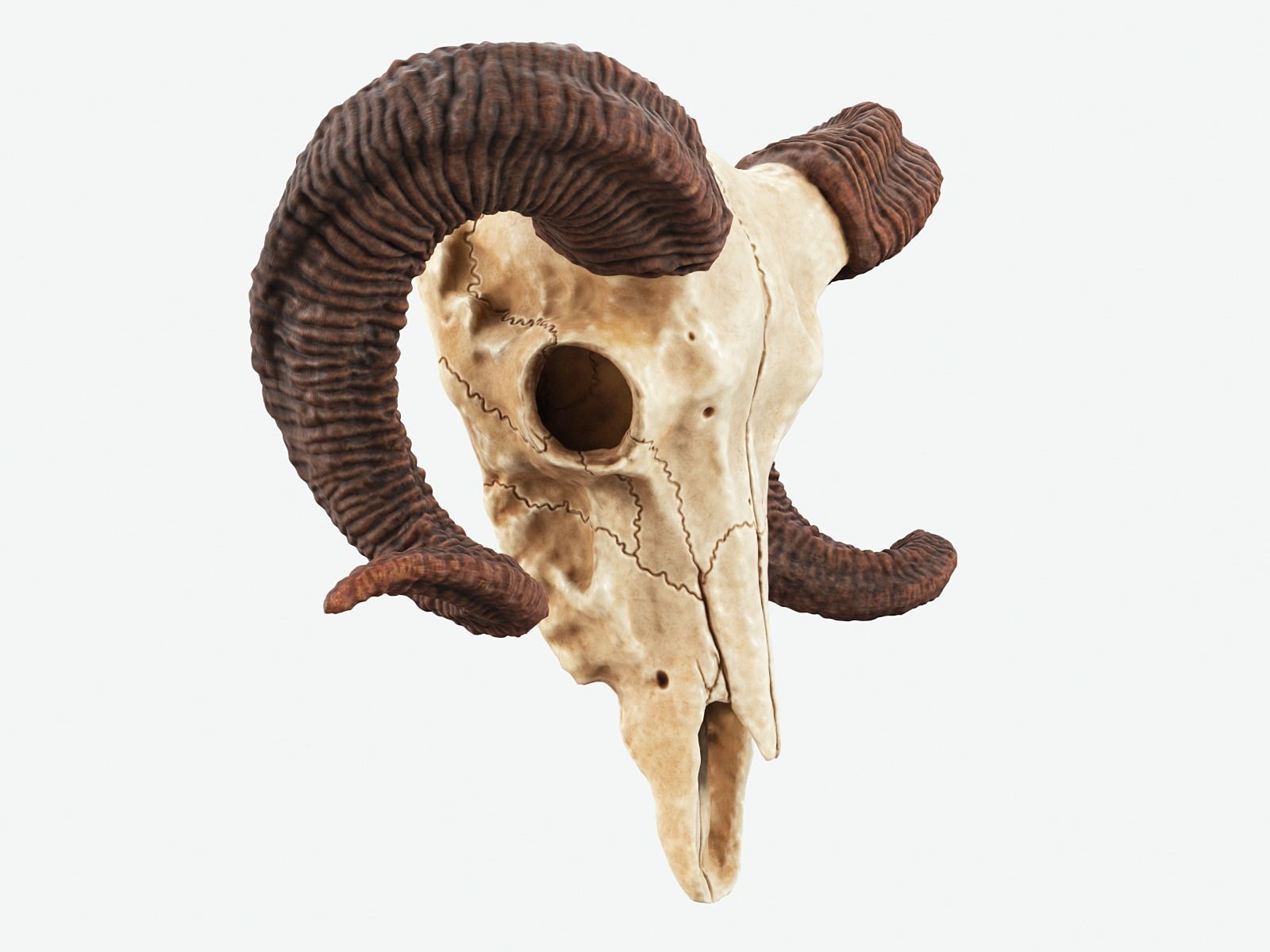 Bighorn Ram Skull PBR Low-poly 3D model_7