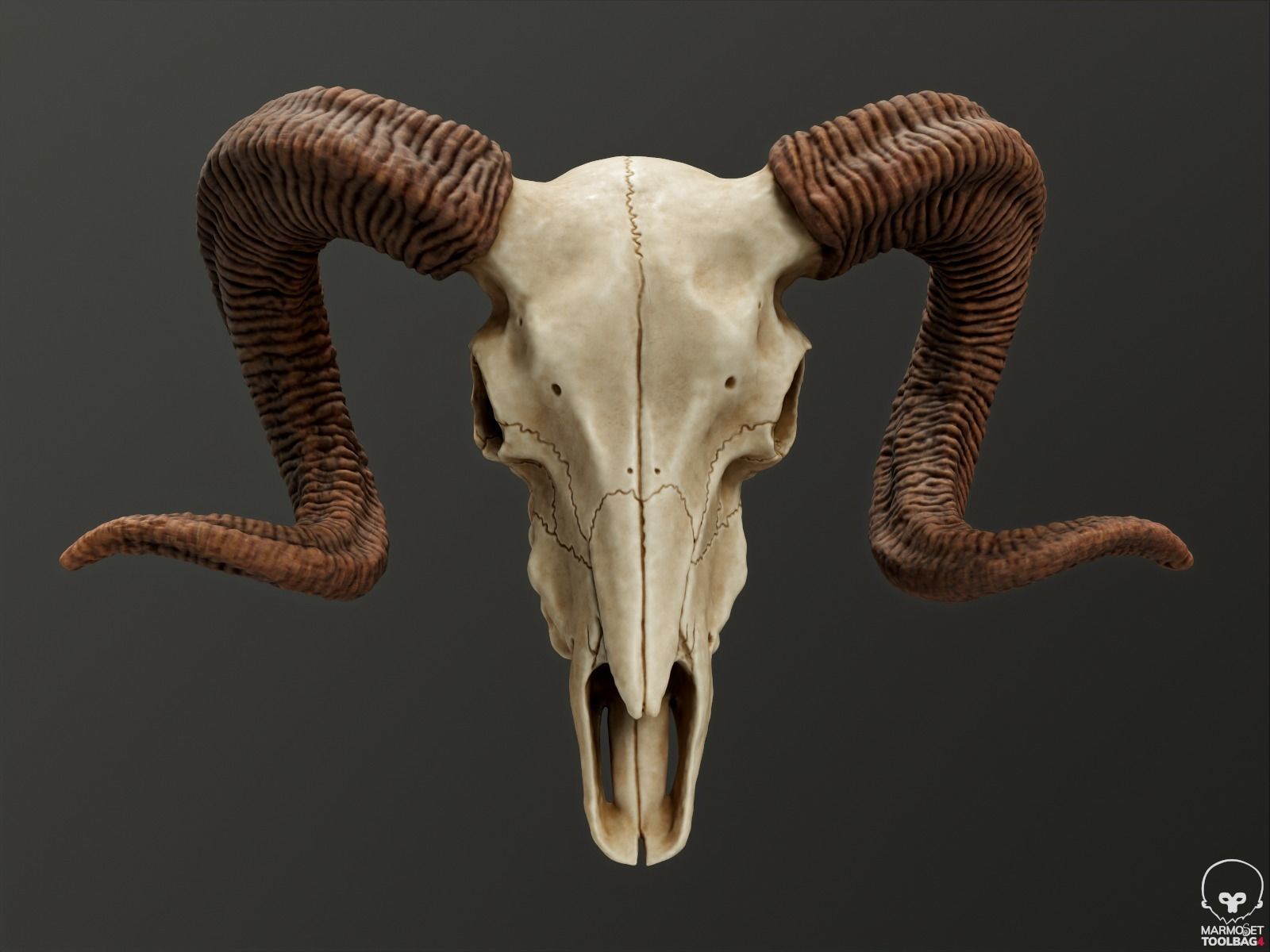 Bighorn Ram Skull PBR Low-poly 3D model_9