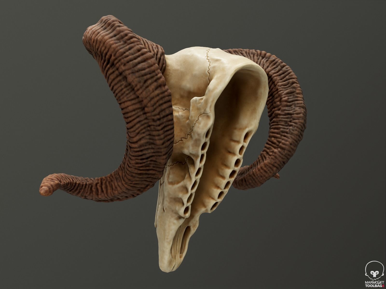 Bighorn Ram Skull PBR Low-poly 3D model_13