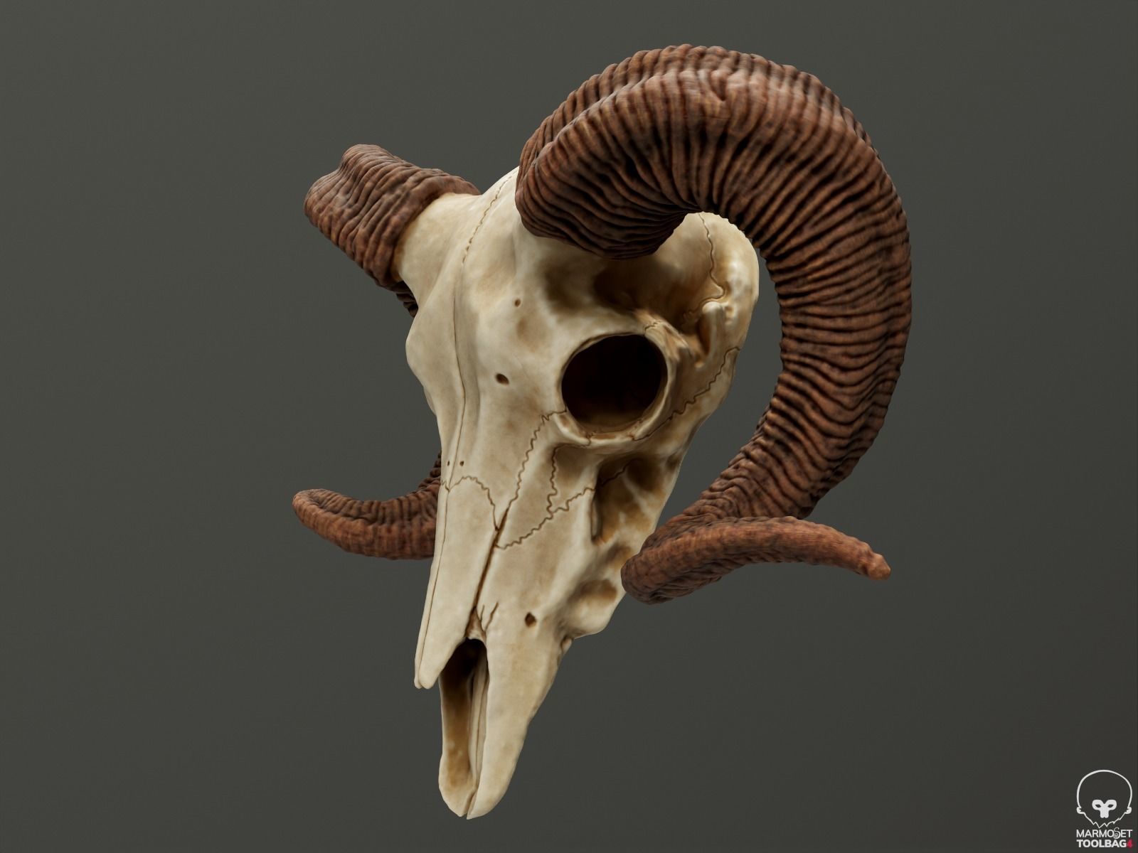 Bighorn Ram Skull PBR Low-poly 3D model_12
