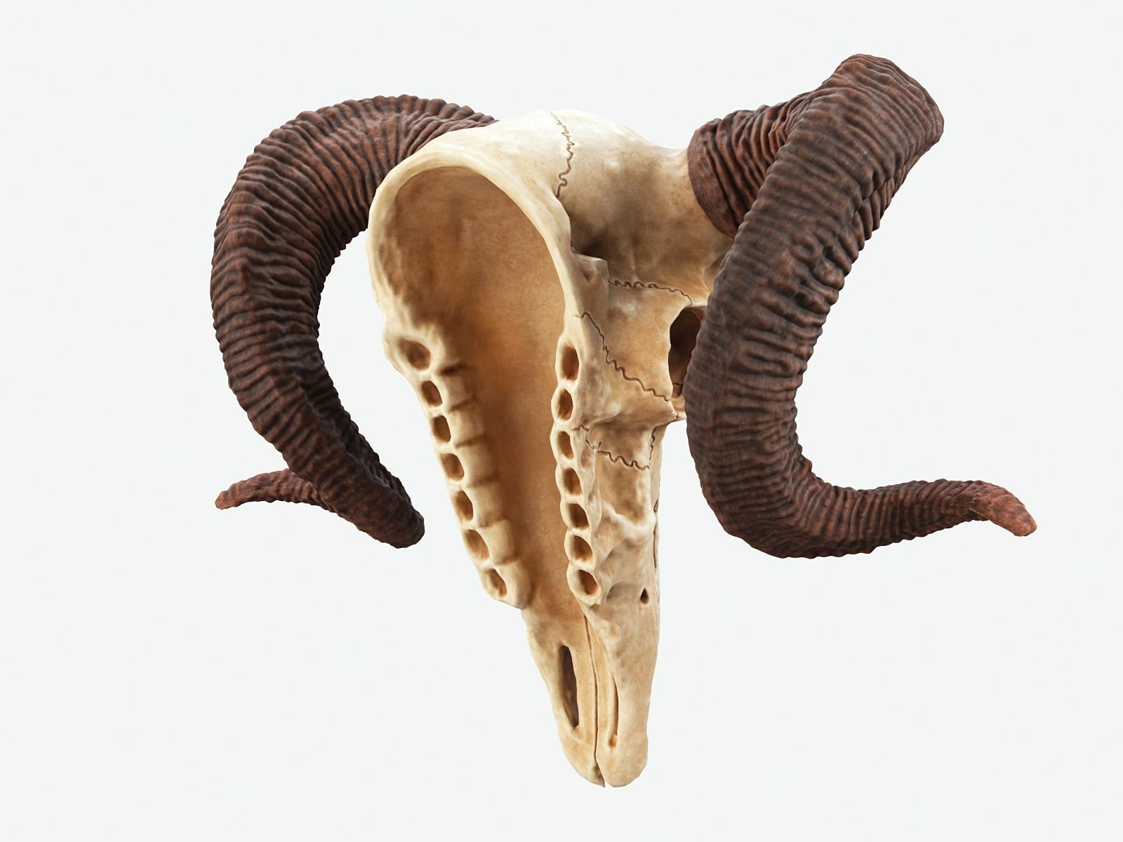 Bighorn Ram Skull PBR Low-poly 3D model_6