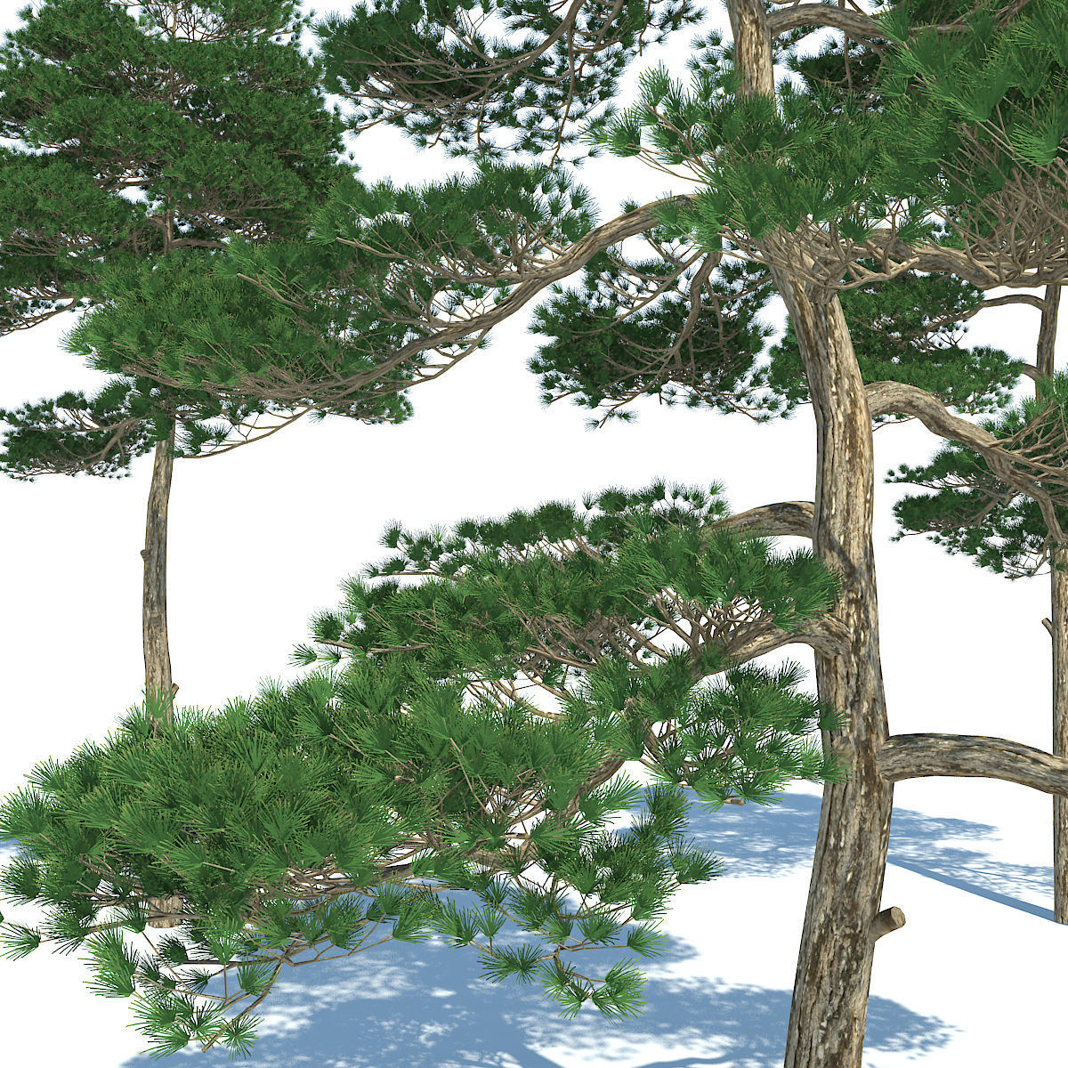 Pine - Set 3 tree 3D model_3