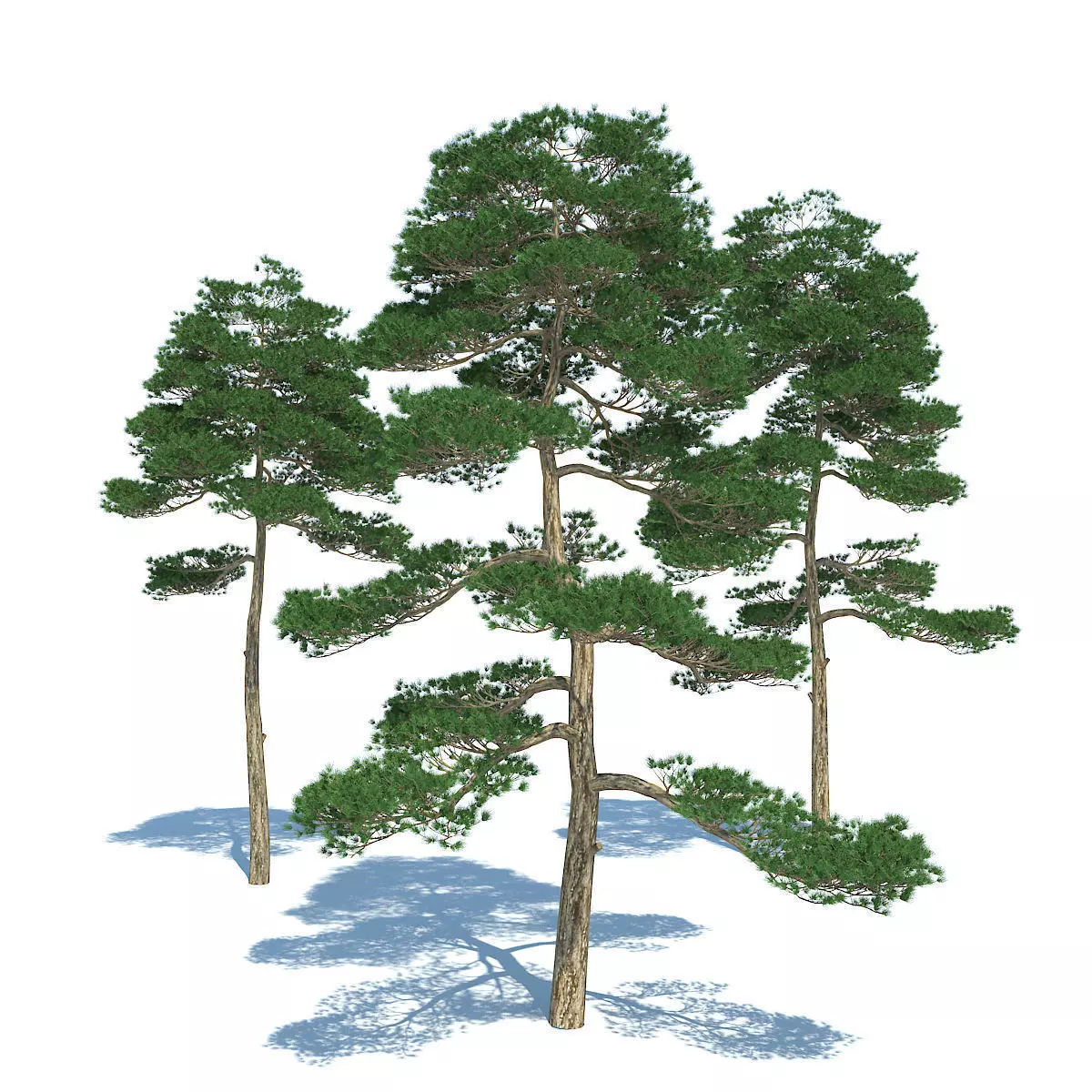 Pine - Set 3 tree 3D model_0