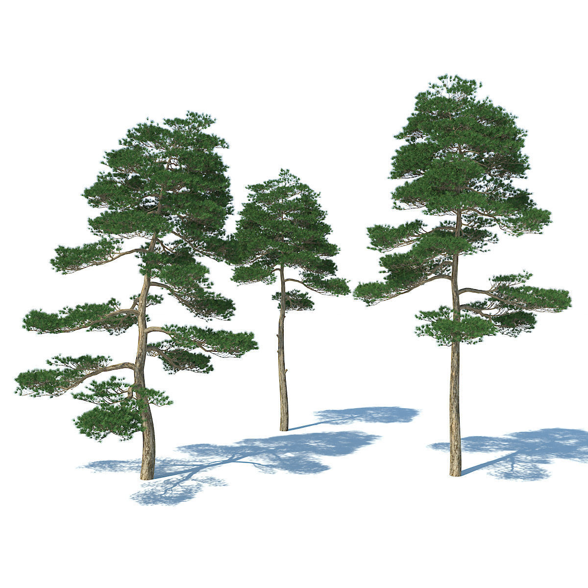 Pine - Set 3 tree 3D model_1