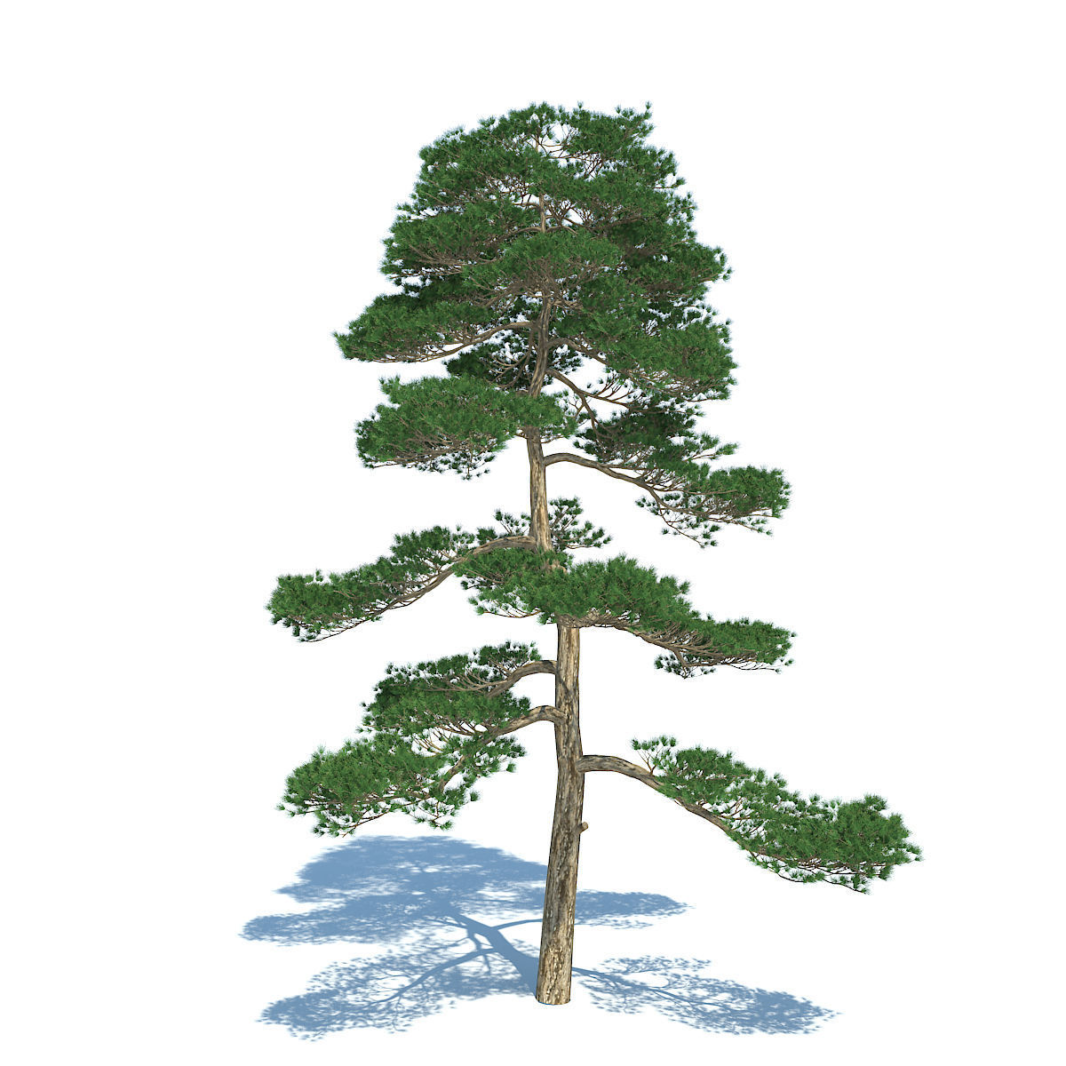 Pine - Set 3 tree 3D model_4