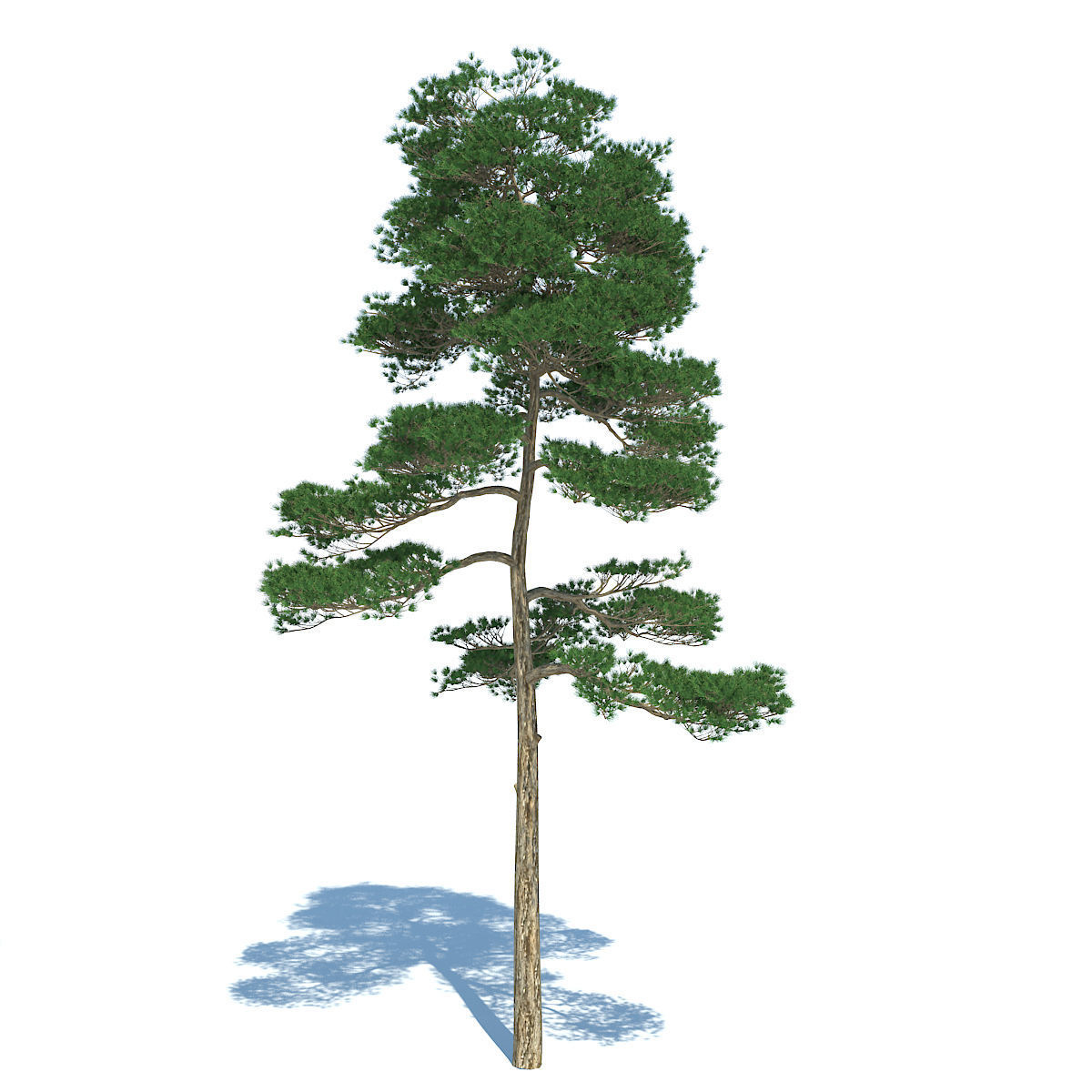 Pine - Set 3 tree 3D model_6