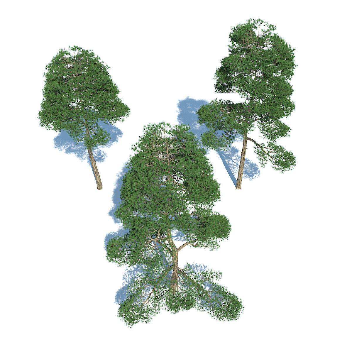 Pine - Set 3 tree 3D model_2