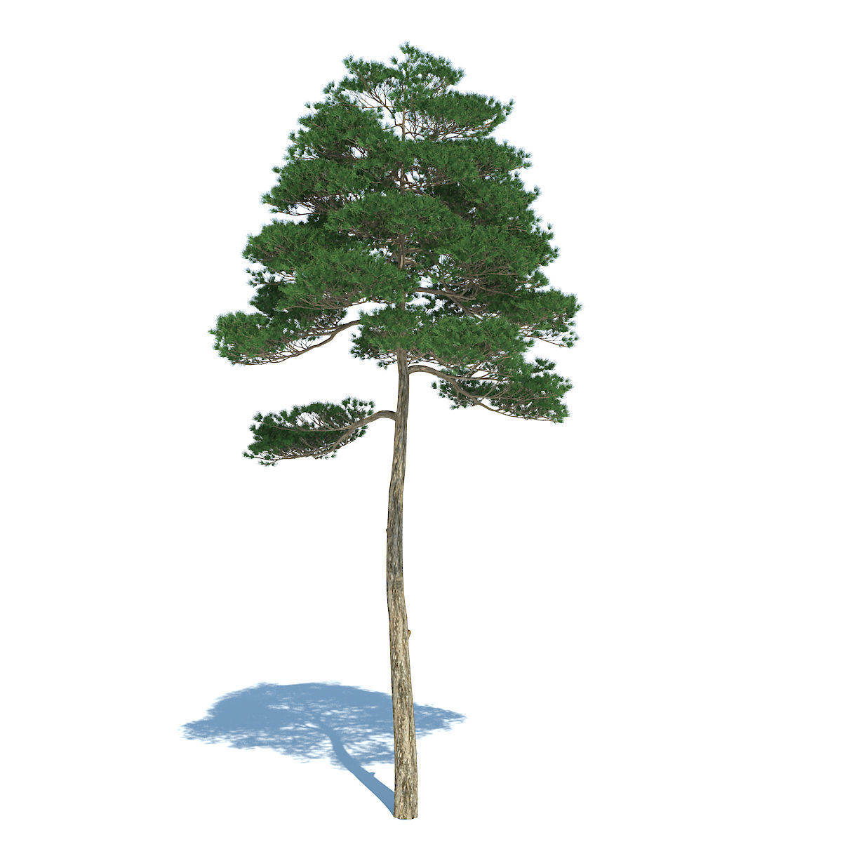 Pine - Set 3 tree 3D model_5