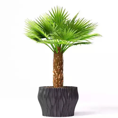 Palm 5 tree in pot 3D model