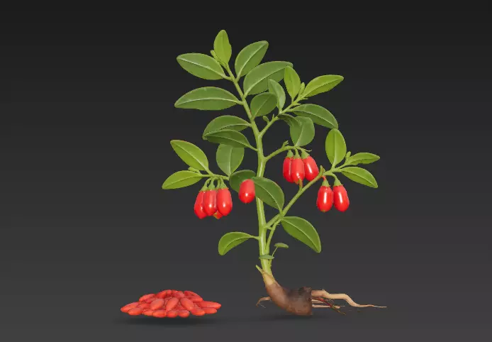 Chinese herbal medicine identification goji berry 13 3D model