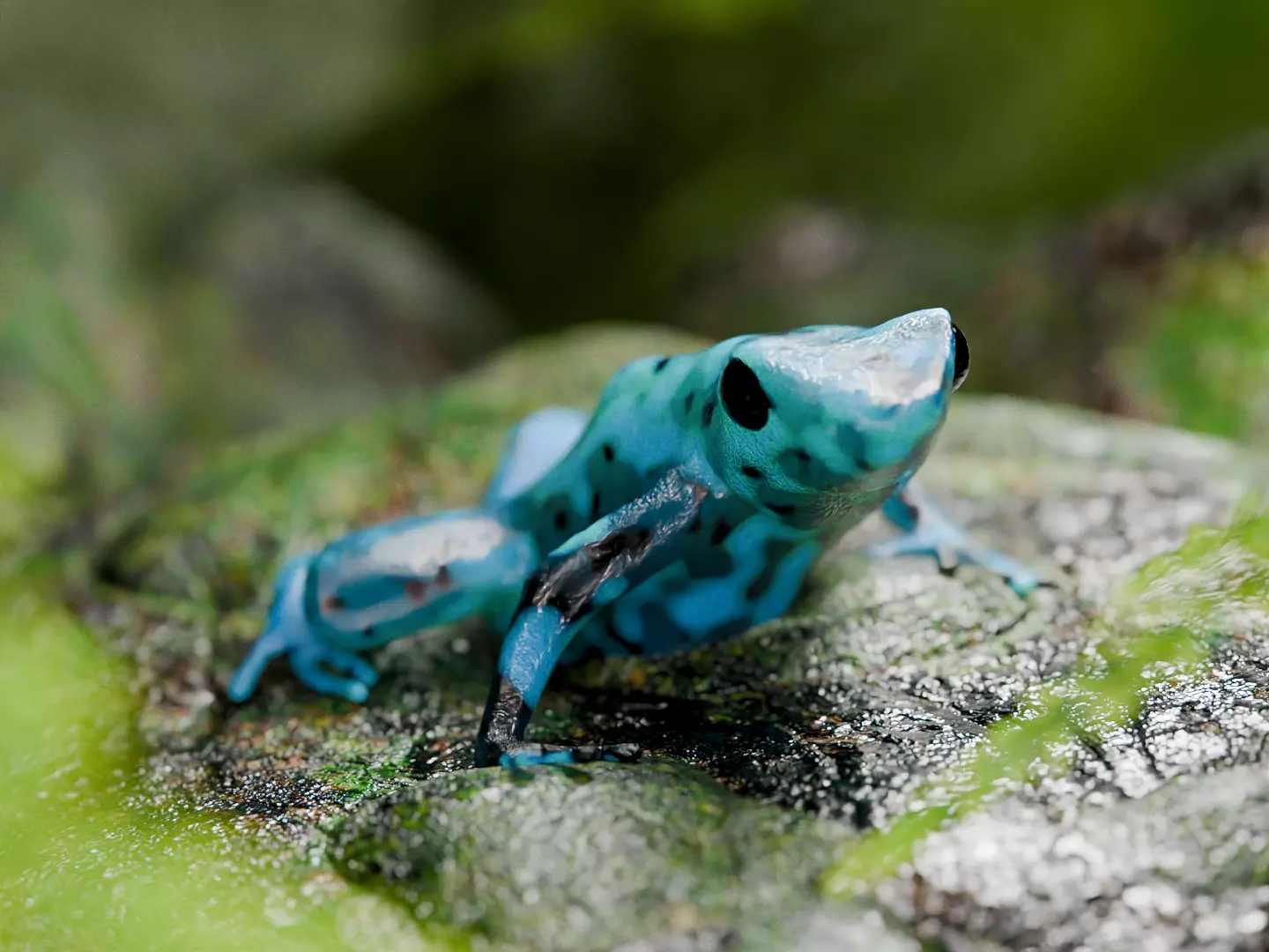 poison dart frog 3D model