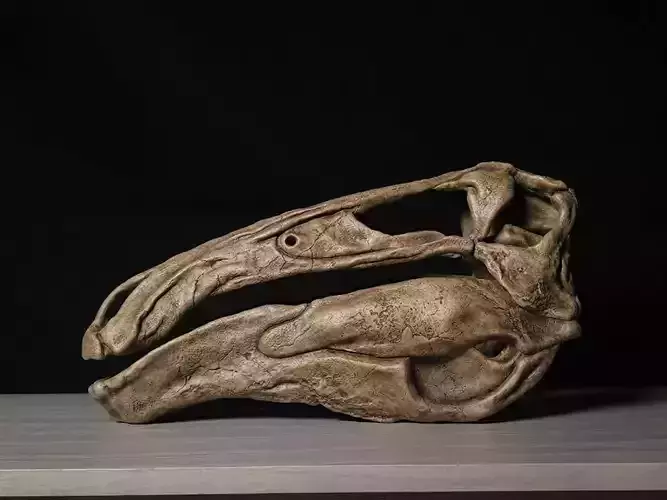 Oviraptor Citipati Skull 3D model 3D printable | CGTrader