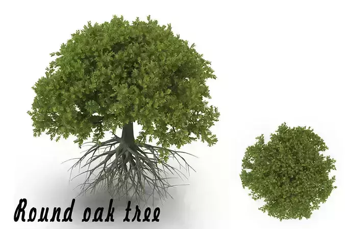 Oak tree