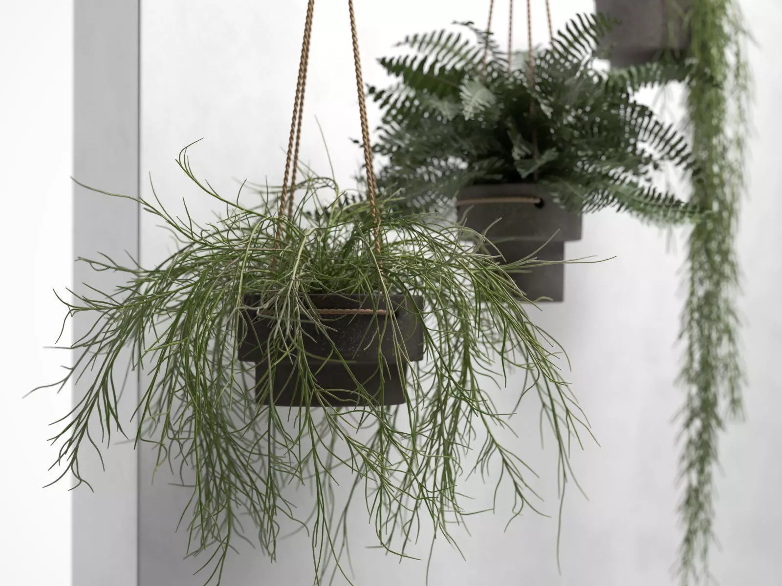 Hanging Pots with Plants 3D model_0