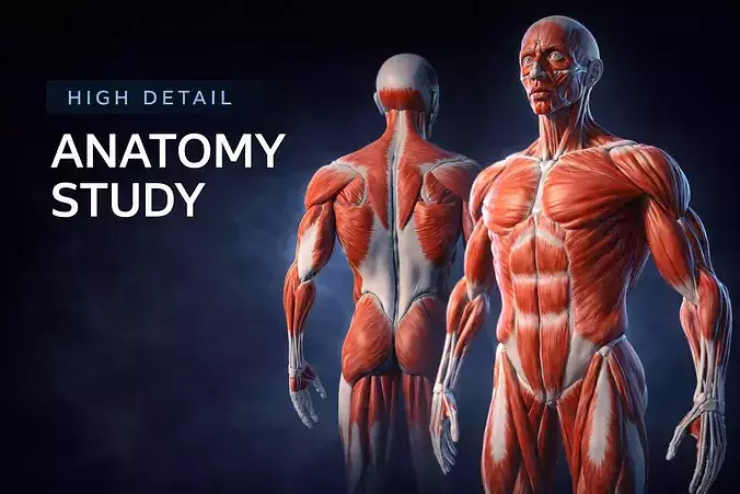 Highly detailed anatomical human body muscle Rigged
