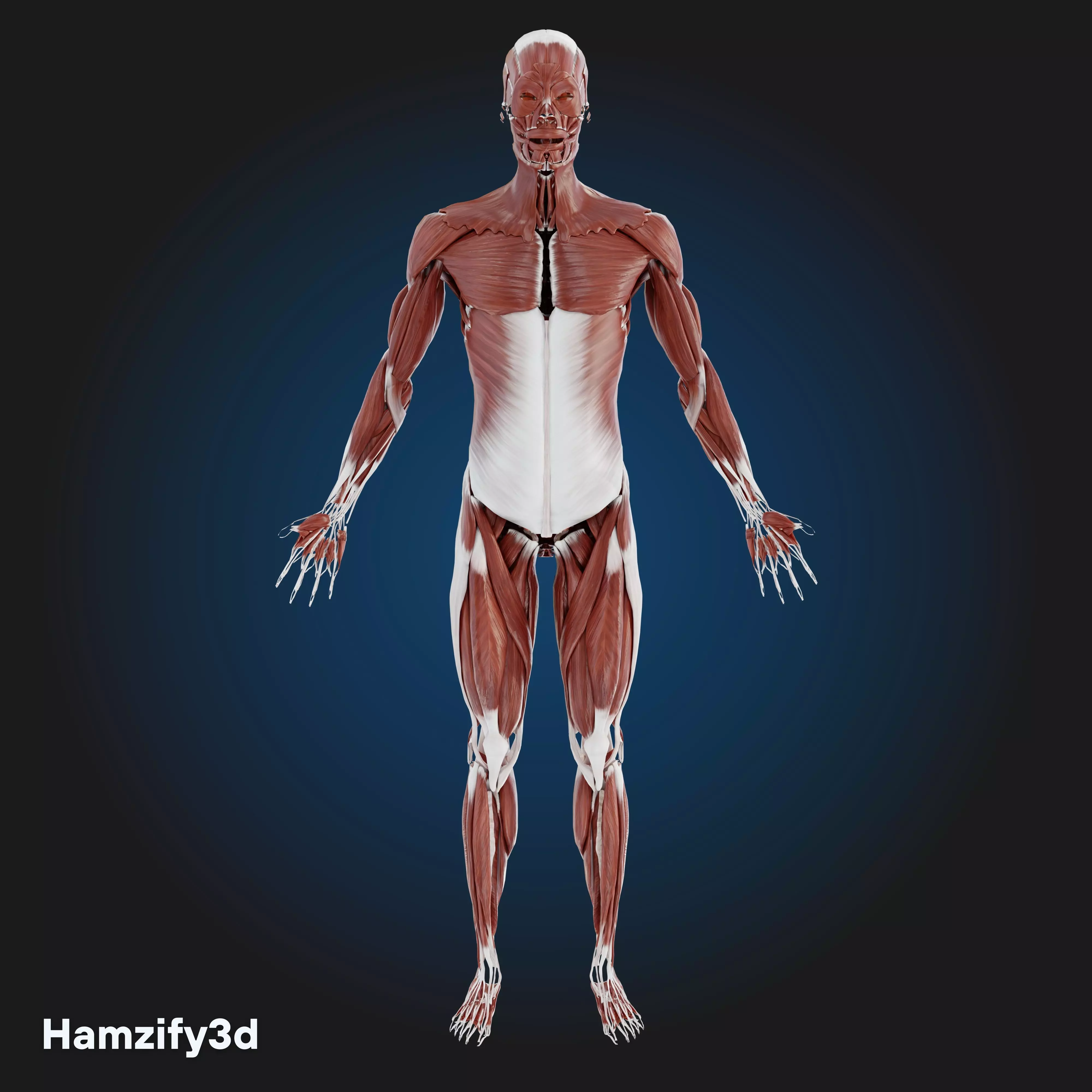 Full Female Anatomy - Muscles Skeleton Nerves Organs 3D model 3D