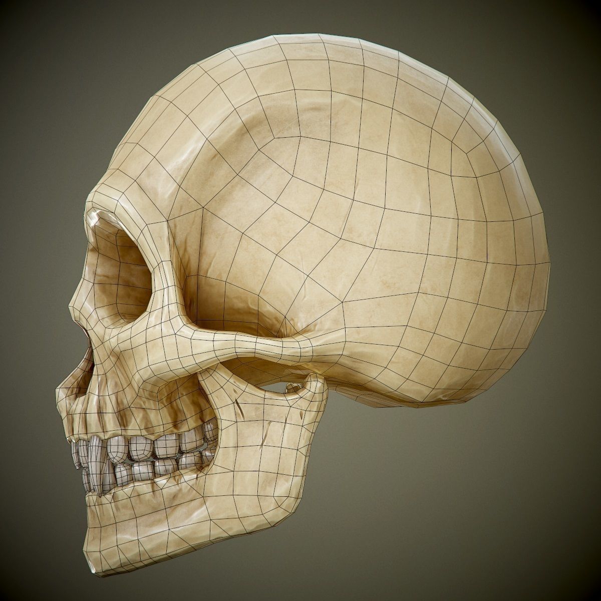 skull with fangs PBR Game-Ready Low-poly 3D model_9