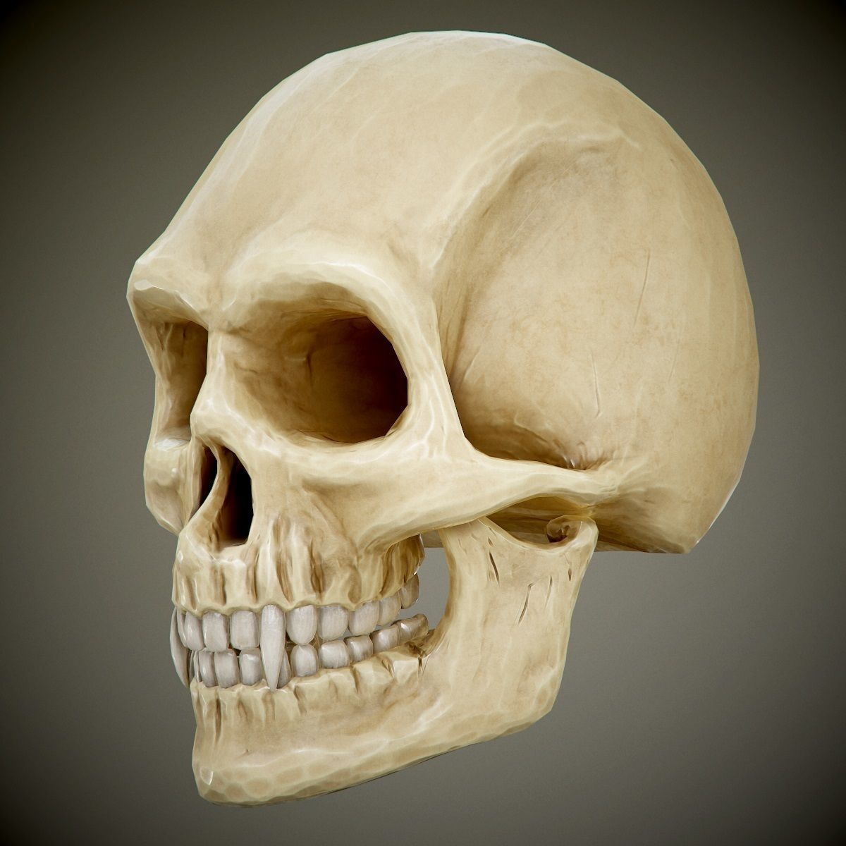 skull with fangs PBR Game-Ready Low-poly 3D model_7