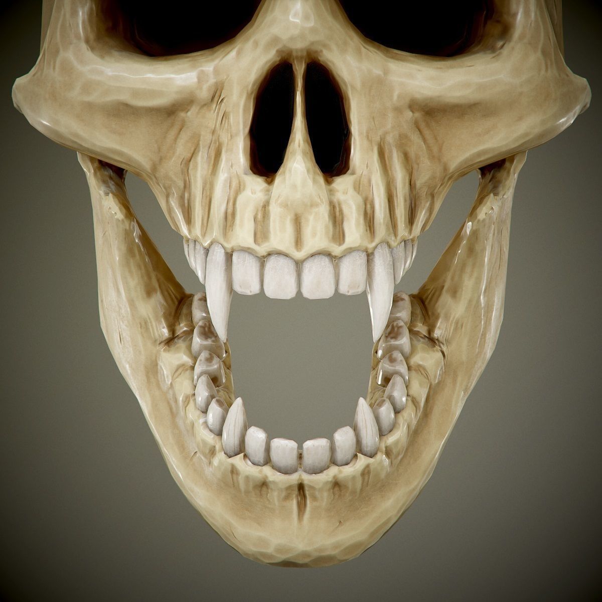 skull with fangs PBR Game-Ready Low-poly 3D model_4