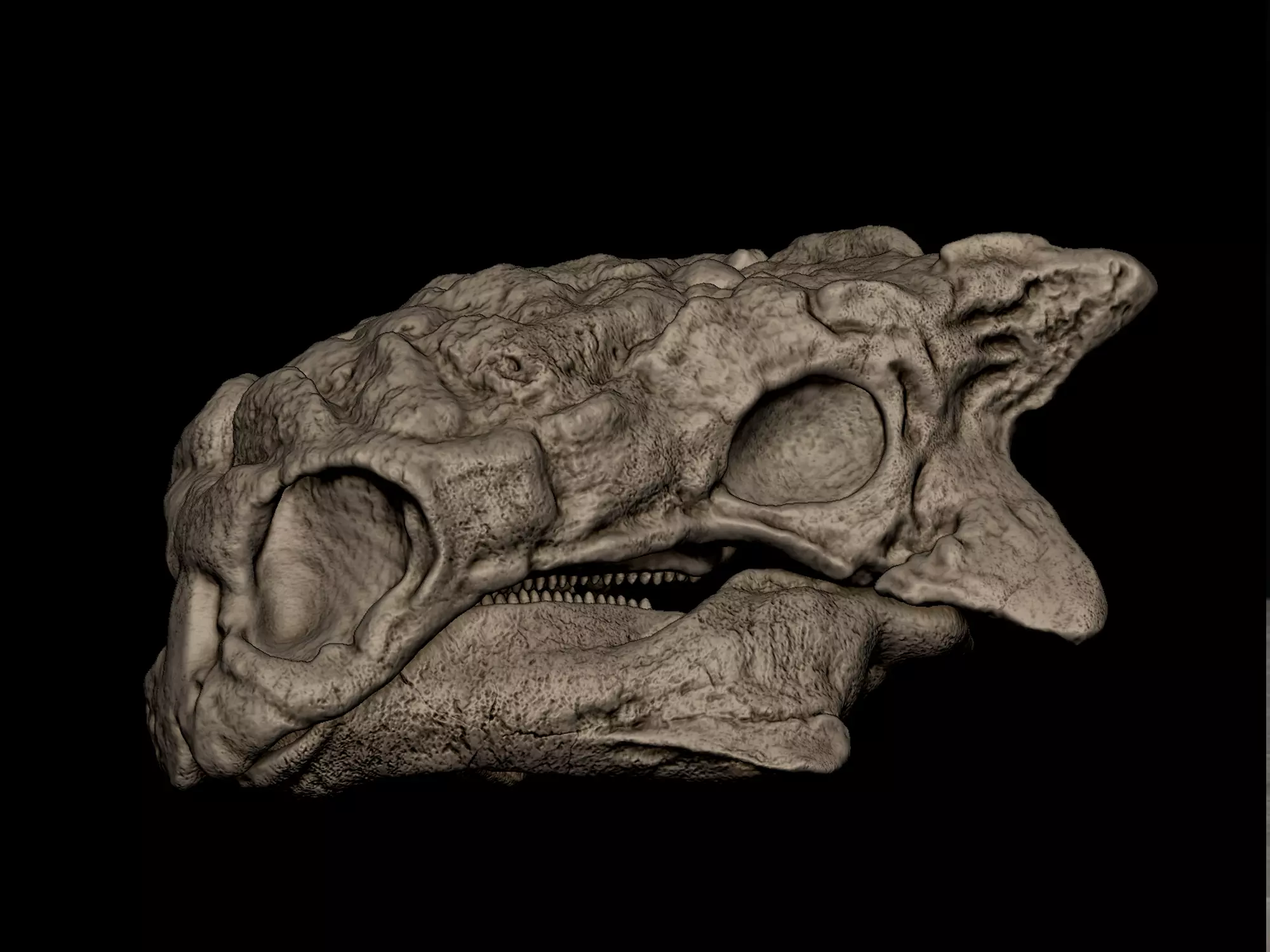 Tarchia Skull 3D print model