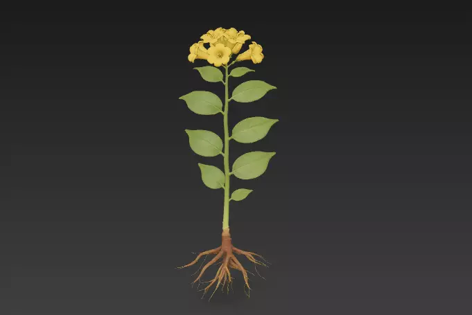 Identification of Chinese Herbal Medicine Gelsemium elegans 20 3D model