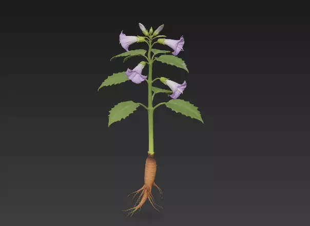 Identification of Chinese Herbal Medicine Purple Datura Flower 3D model