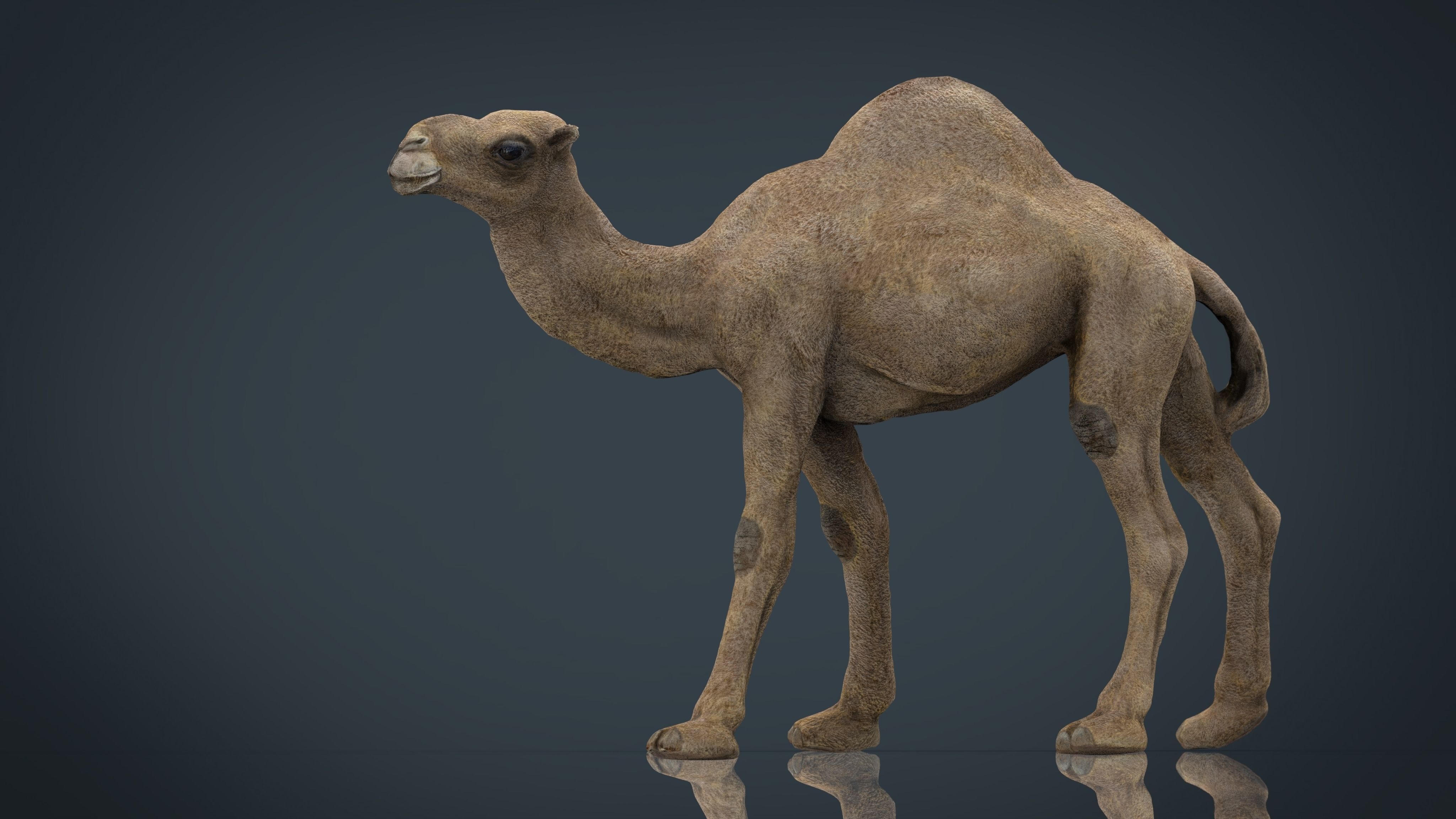 Camel Low-poly 3D model_4