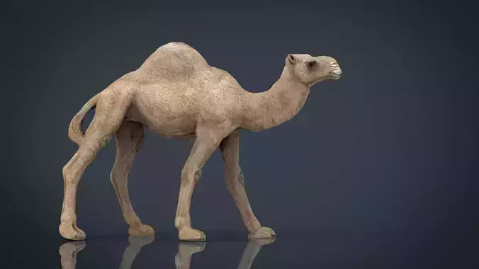 Camel