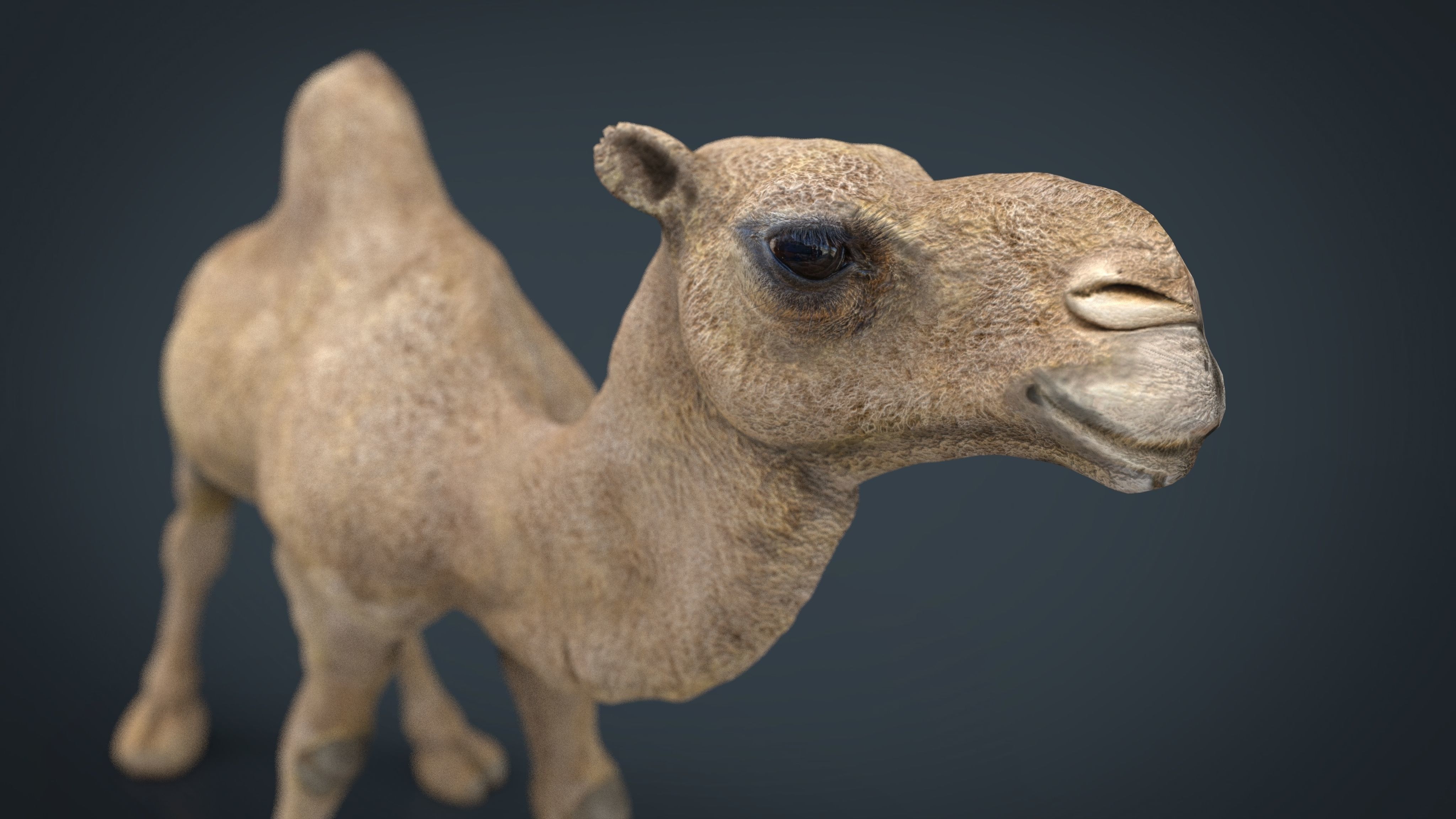 Camel Low-poly 3D model_3