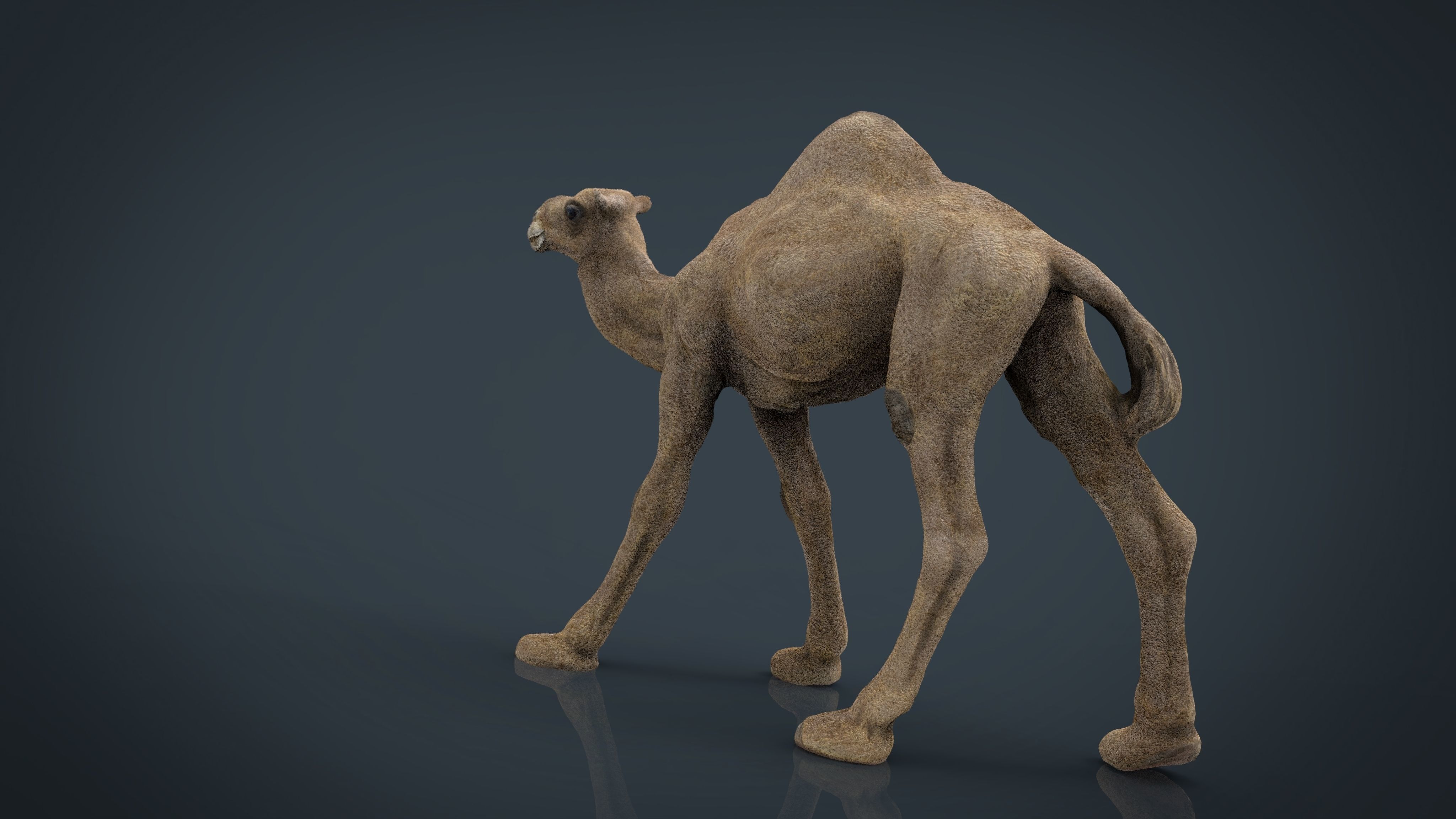 Camel Low-poly 3D model_5