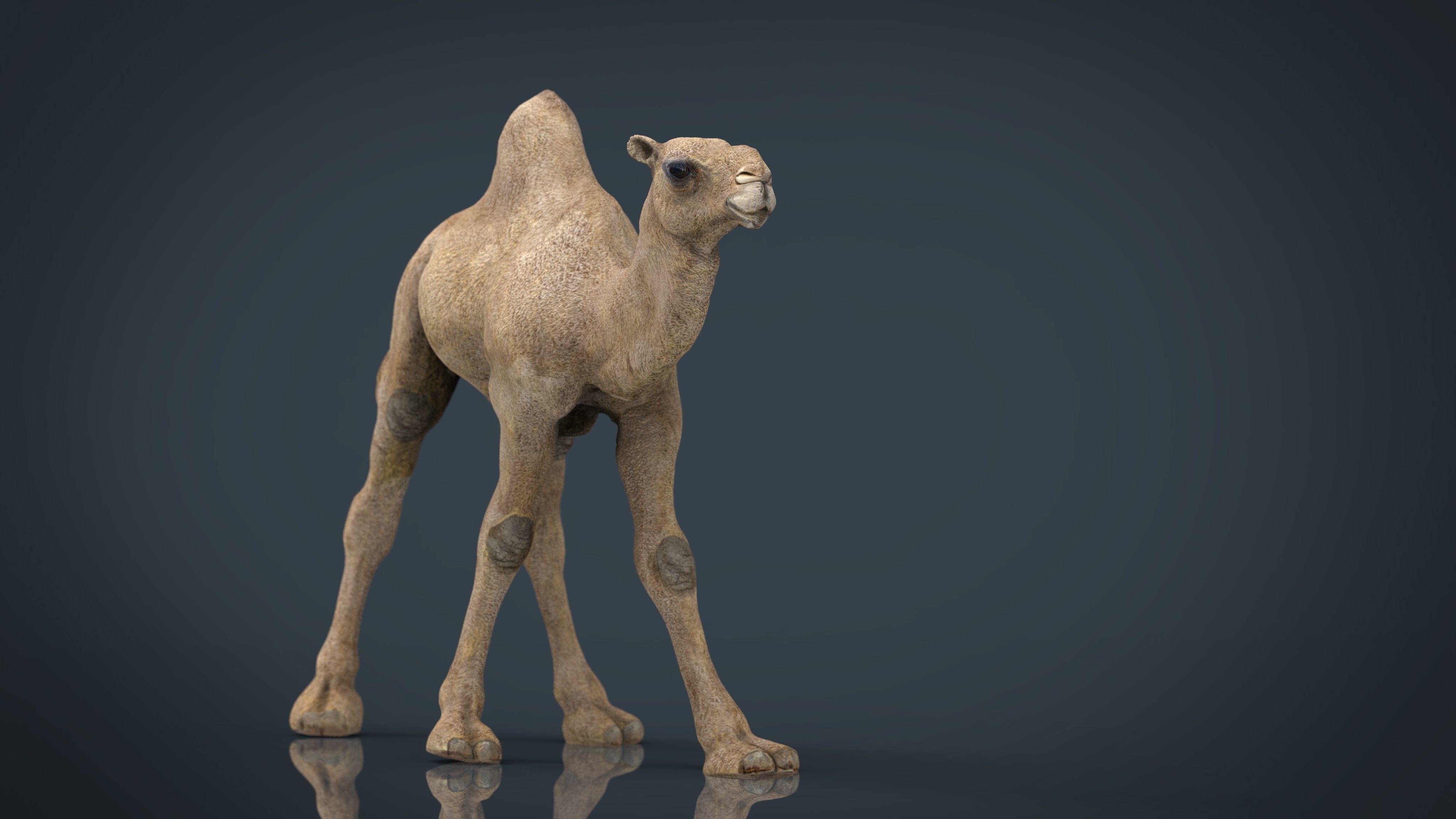 Camel Low-poly 3D model_2