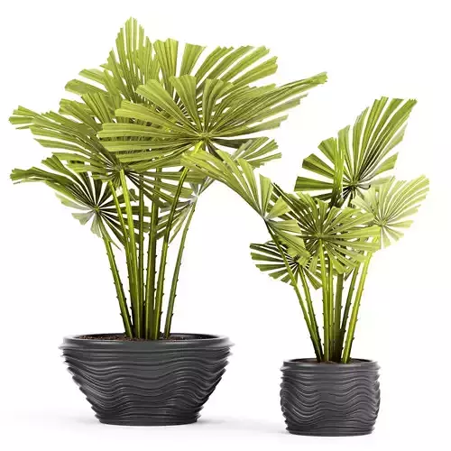 Palm collection licuala spinosa 3D model