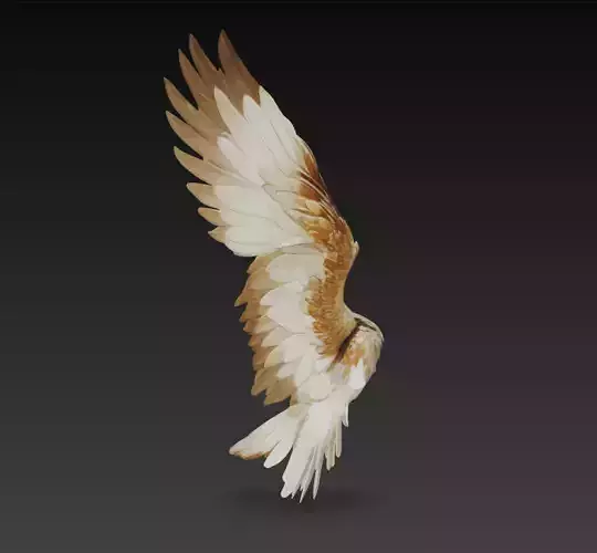 Realistic Bird Wing 3D Model Feathered Wing Asset