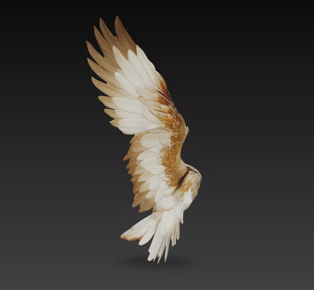 Realistic Bird Wing 3D Model Feathered Wing Asset 3D print model