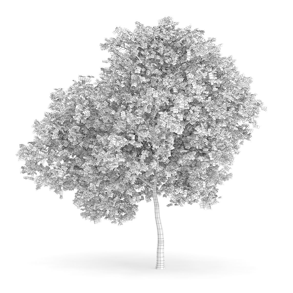 Wild Service Tree Sorbus torminalis 7m 3D model_1