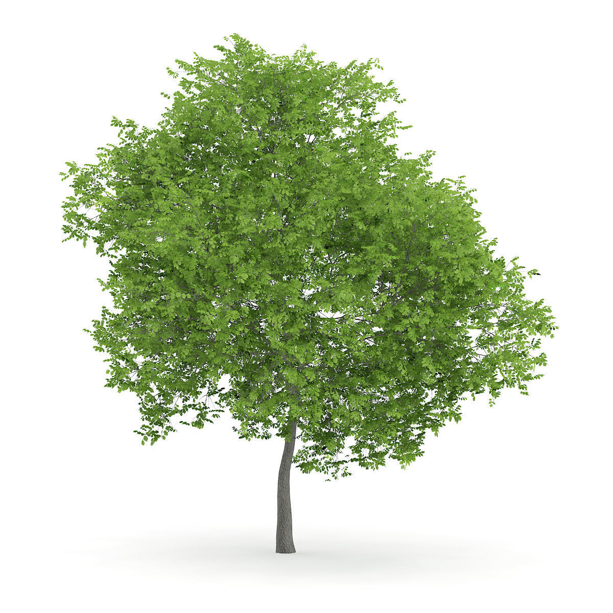 Wild Service Tree Sorbus torminalis 7m 3D model_4