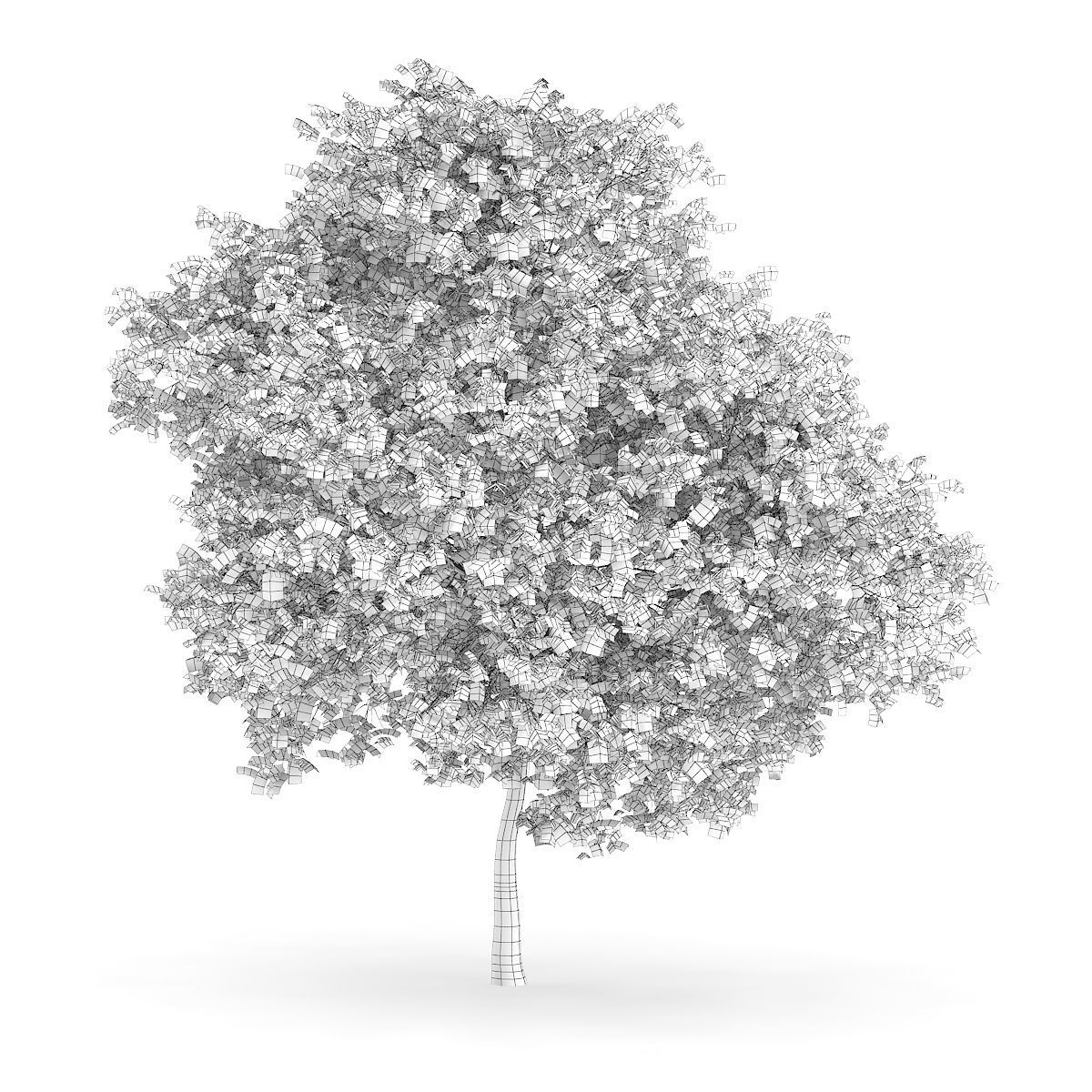 Wild Service Tree Sorbus torminalis 7m 3D model_5