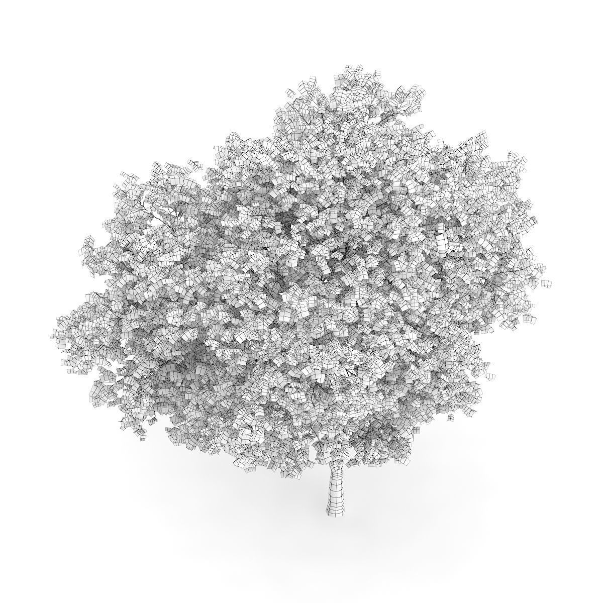 Wild Service Tree Sorbus torminalis 7m 3D model_3