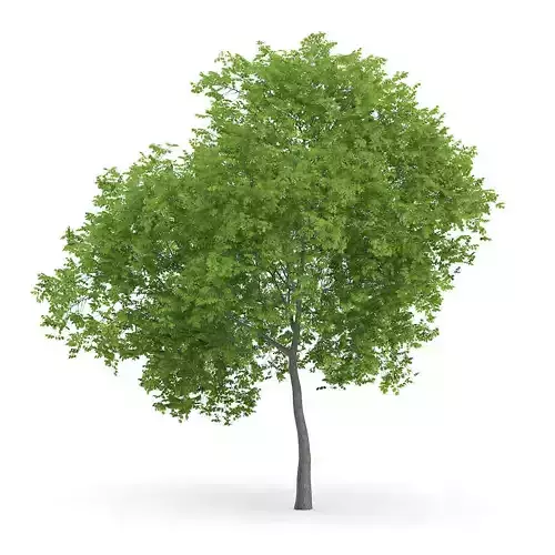 Wild Service Tree Sorbus torminalis 7m