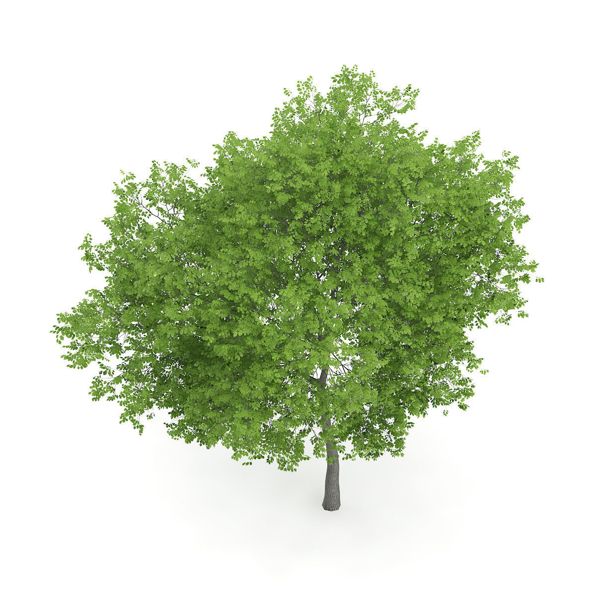 Wild Service Tree Sorbus torminalis 7m 3D model_2