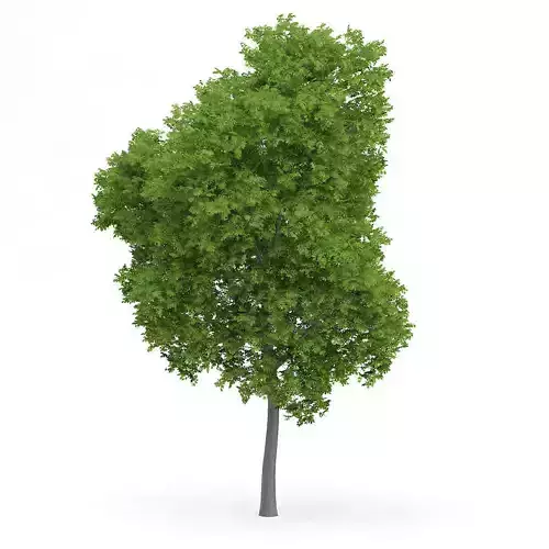 Wild Service Tree Sorbus torminalis 10m